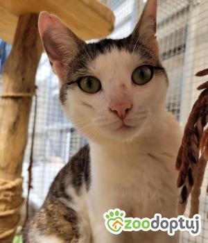 Do adopcji Cieszyn