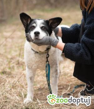 Do adopcji Myślenice