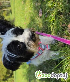 Do adopcji Piaseczno