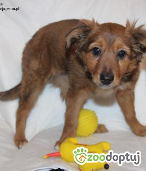 Do adopcji Nowy Dwór Mazowiecki