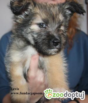 Do adopcji Nowy Dwór Mazowiecki