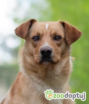 Do adopcji Warszawa