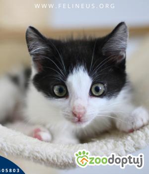 Do adopcji Rzeszów