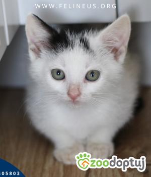 Do adopcji Rzeszów