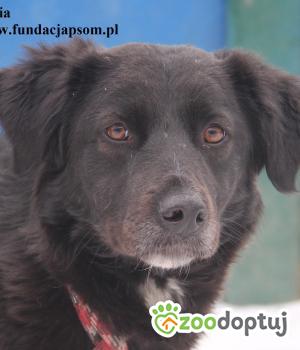 Do adopcji Nowy Dwór Mazowiecki