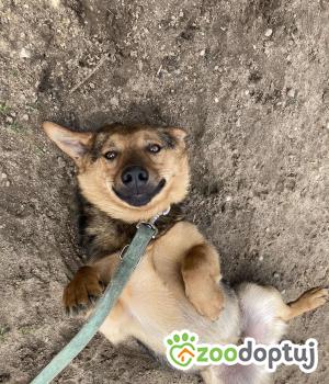 Do adopcji Zgierz