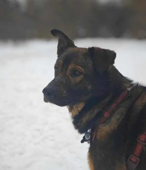 Do adopcji Białobrzegi