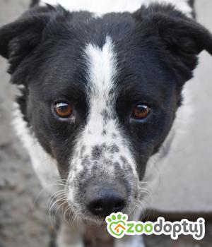 Do adopcji Mielec