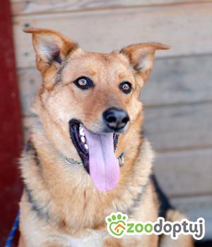 Do adopcji Warszawa
