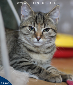 Do adopcji Rzeszów