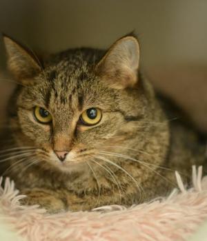 Do adopcji Mielec