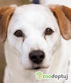 Do adopcji Głogów