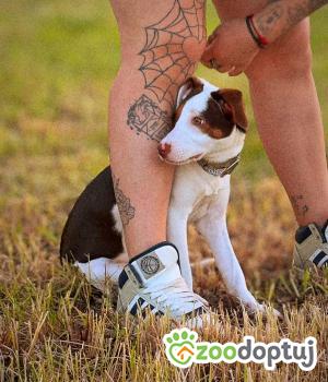 Do adopcji Legnica