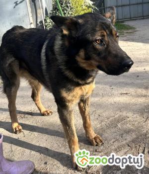 Do adopcji Zgierz