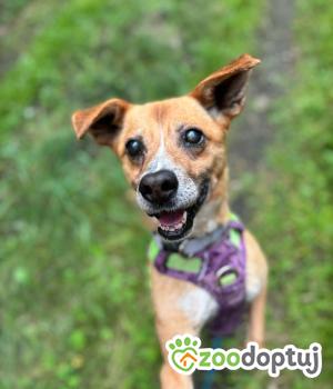 Do adopcji Stalowa Wola