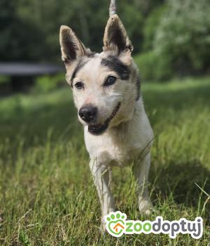 Do adopcji Zgierz