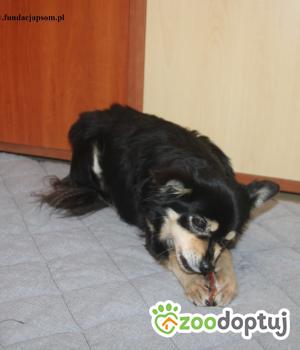 Do adopcji Nowy Dwór Mazowiecki