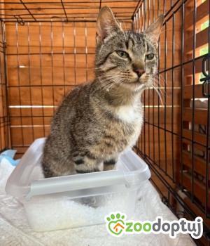 Do adopcji Zgierz