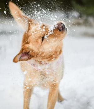 Do adopcji Białobrzegi