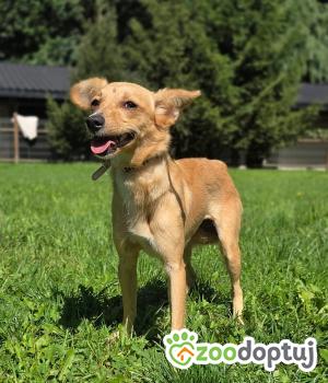 Do adopcji Zgierz