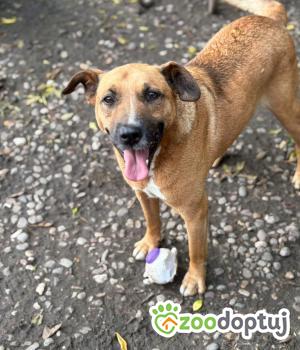 Do adopcji Olsztyn
