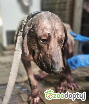 Do adopcji Zgierz