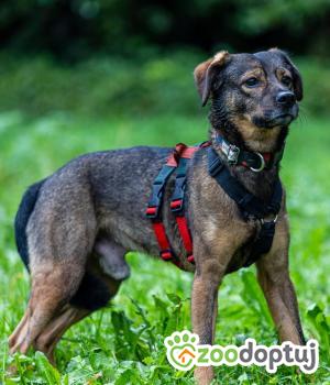 Do adopcji Głogów