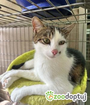 Do adopcji Zgierz