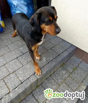 Do adopcji Chełm