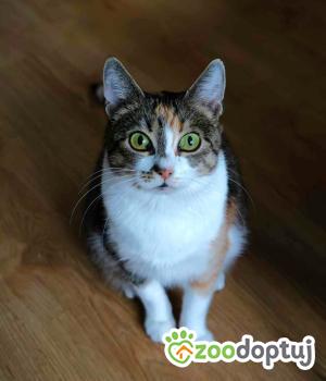 Do adopcji Warszawa