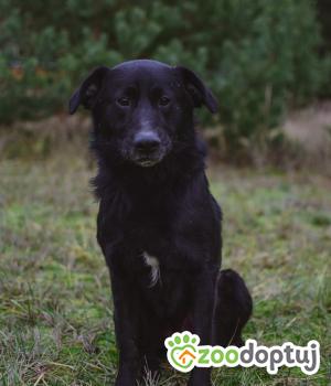 Do adopcji Białobrzegi