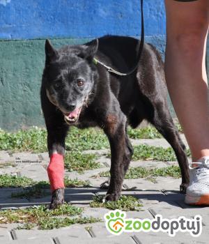 Do adopcji Nowy Dwór Mazowiecki