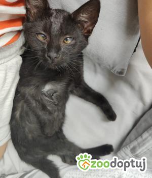 Do adopcji Cieszyn