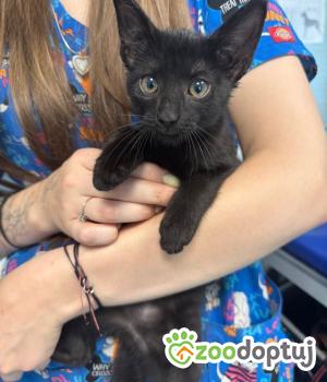 Do adopcji Zgierz