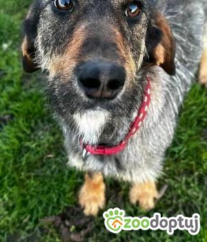 Do adopcji Poddębice