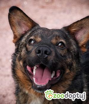 Do adopcji Bielsko-Biała