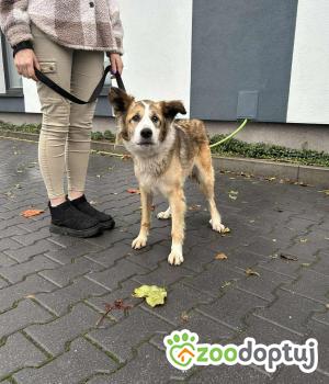 Do adopcji Zgierz
