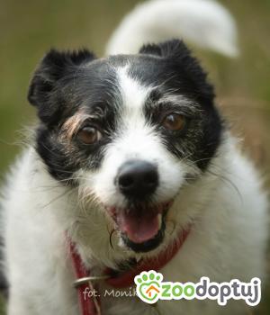 Do adopcji Myślenice