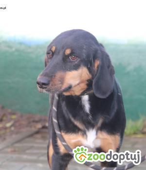 Do adopcji Nowy Dwór Mazowiecki