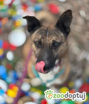 Do adopcji Stalowa Wola