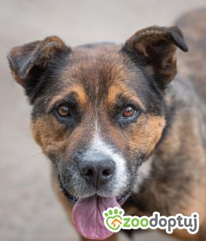 Do adopcji Warszawa