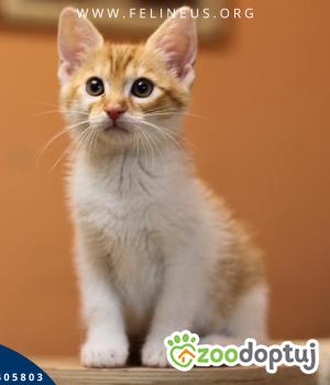 Do adopcji Rzeszów