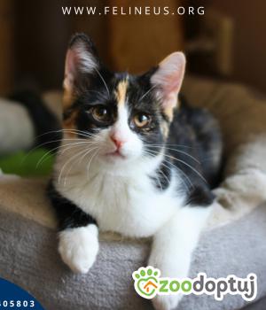Do adopcji Rzeszów