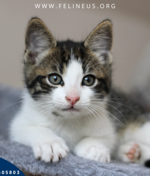 Do adopcji Rzeszów