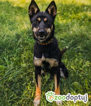 Do adopcji Zgierz
