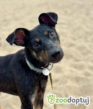 Do adopcji Warszawa