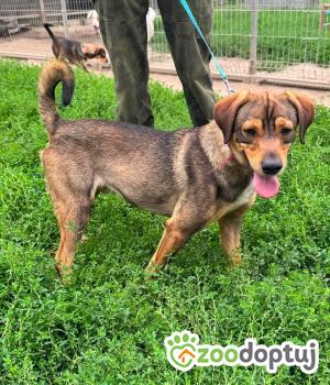 Do adopcji Zgierz
