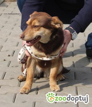 Do adopcji Nowy Dwór Mazowiecki