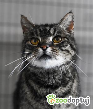Do adopcji Toruń