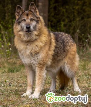 Do adopcji Sompolno